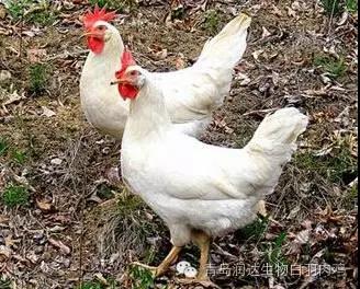 白羽肉鸡快速生长是否有害？专家这样说