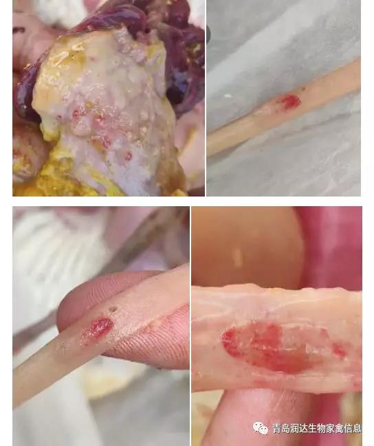 肉鸡养殖后期，泛起新城疫病怎么办？