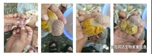 ¼¦ÈºÏÙ¼¡Î¸Ñ×ÖÎÁư¸Àý ¼¦ÈºÏÙ¼¡Î¸Ñ×ÖÎÁư¸Àý